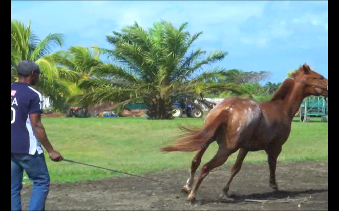 Salvat Etchart // Vidéo contes creoles